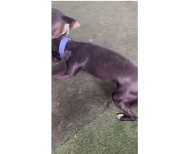 Enlarge Angel, a Adoptable mixed breed in San Antonio, TX video 6/6