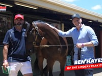 ZOUSTAR x DULVERTON COLT BEN HAYES