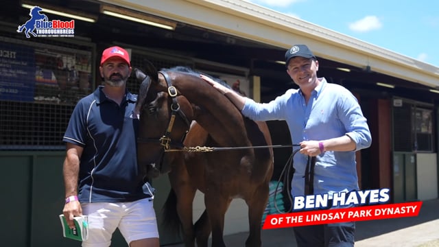 ZOUSTAR x DULVERTON COLT BEN HAYES