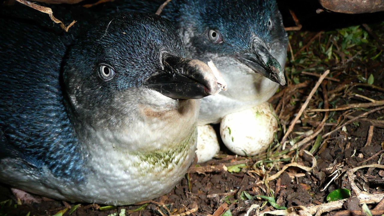 Penguin Island