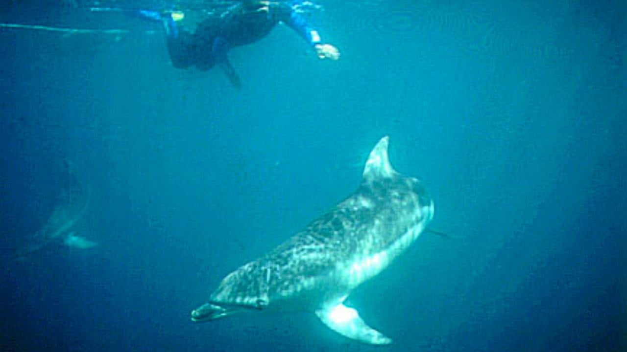 Dolphin Mania