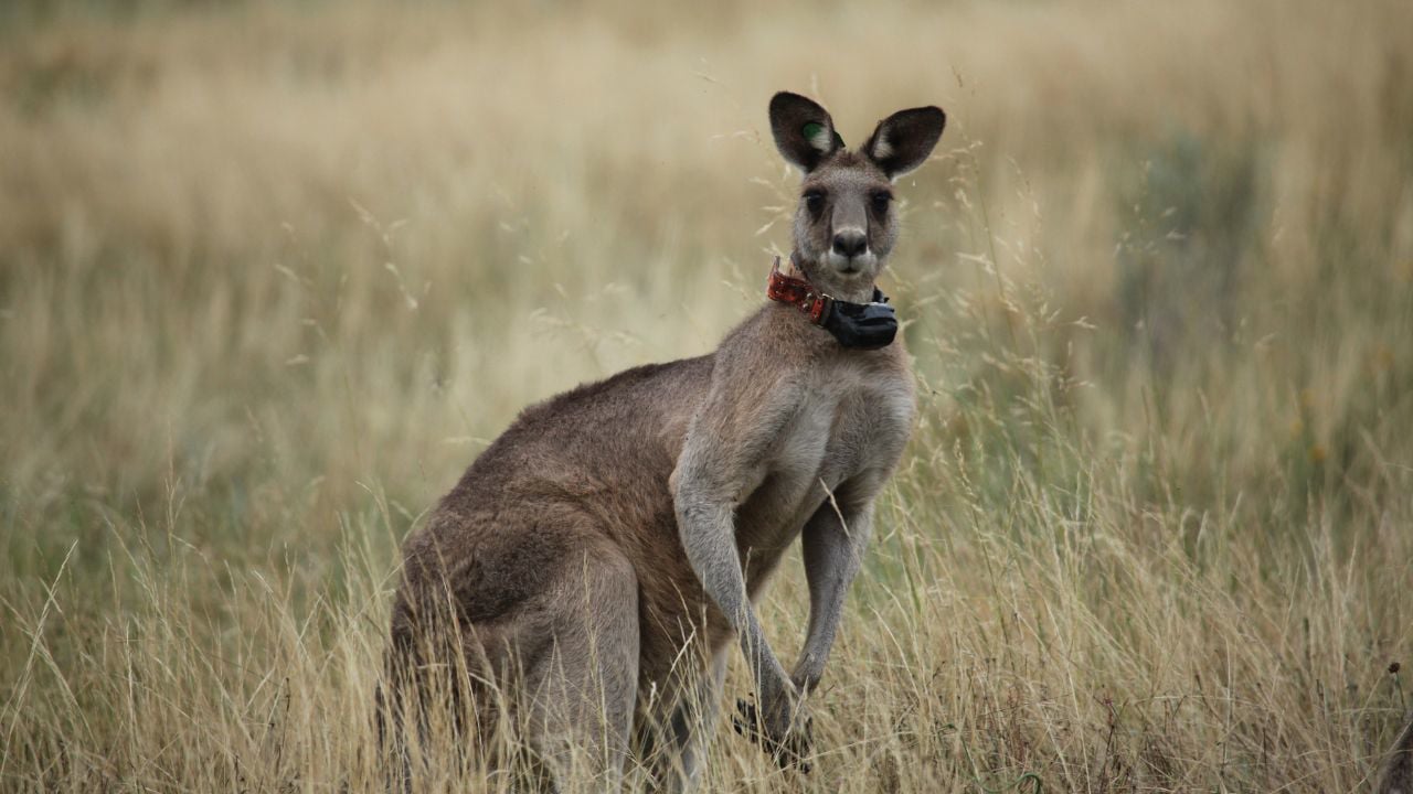 Kangaroo Mob