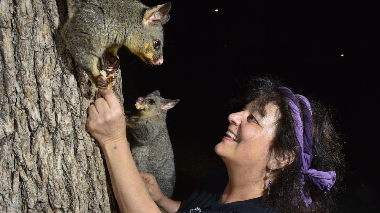 Possum Wars