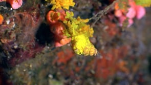 1606_wentletrap snail and eggs