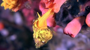 1607_wentletrap snail close up