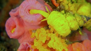 1608_wentletrap snail feeding on daisy coral close-up
