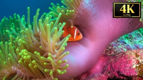 Underwater Short Film - Anemonefish Family 4K