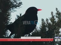 Giorni della Merla: arriva il freddo, nelle Marche l’inverno entra nel vivo
