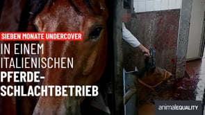 Undercover in einem italienischem Pferde-Schlachtbetrieb