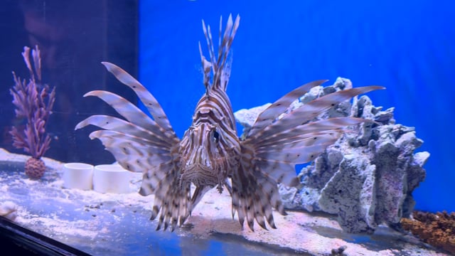 Volitans Lionfish WYSIWYG 3 video