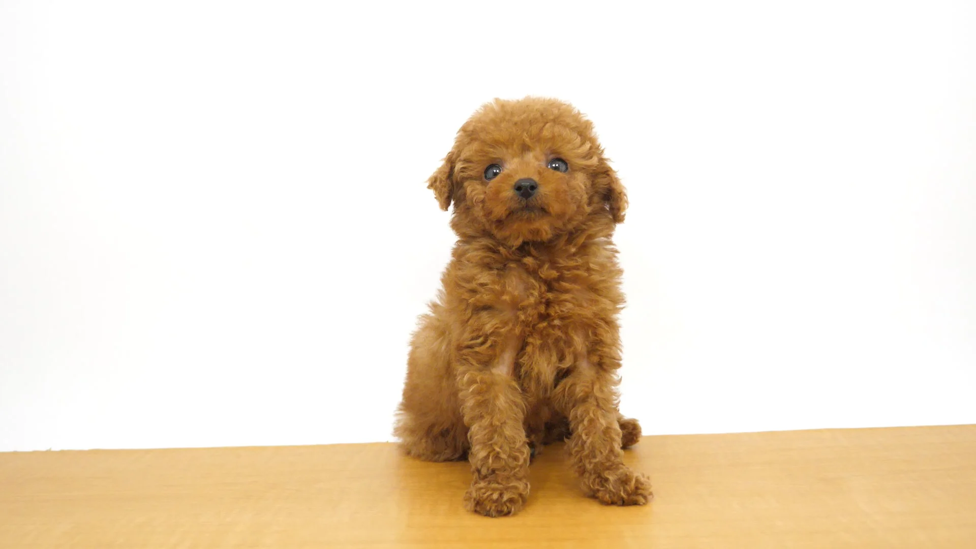 トイ・プードル レッド 女の子 木場店 2026012604607 ｜ペットショップ