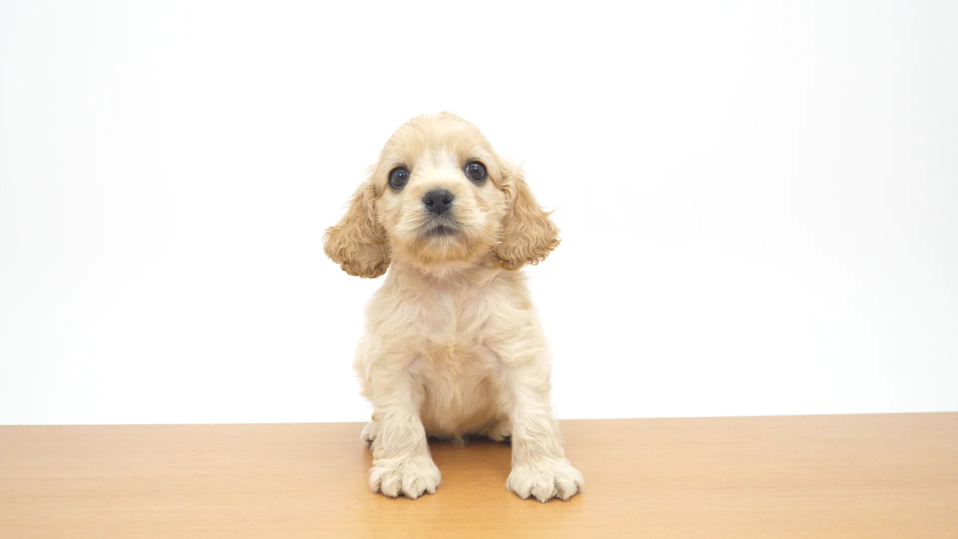 アメリカン・コッカー・スパニエル バフ 男の子 四街道店
