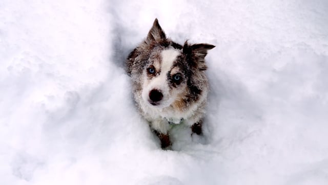 It’s A Dog’s Life