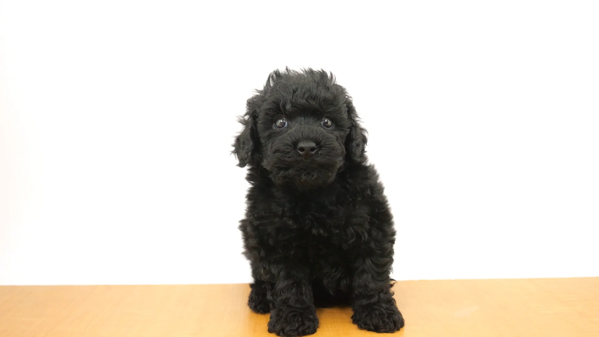 トイ・プードル ブラック 男の子 ウエルケアセンター 2026012706905
