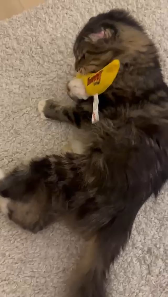 Enlarge Chestnut, a Adoptable Tabby in Jersey City, NJ video 6/6