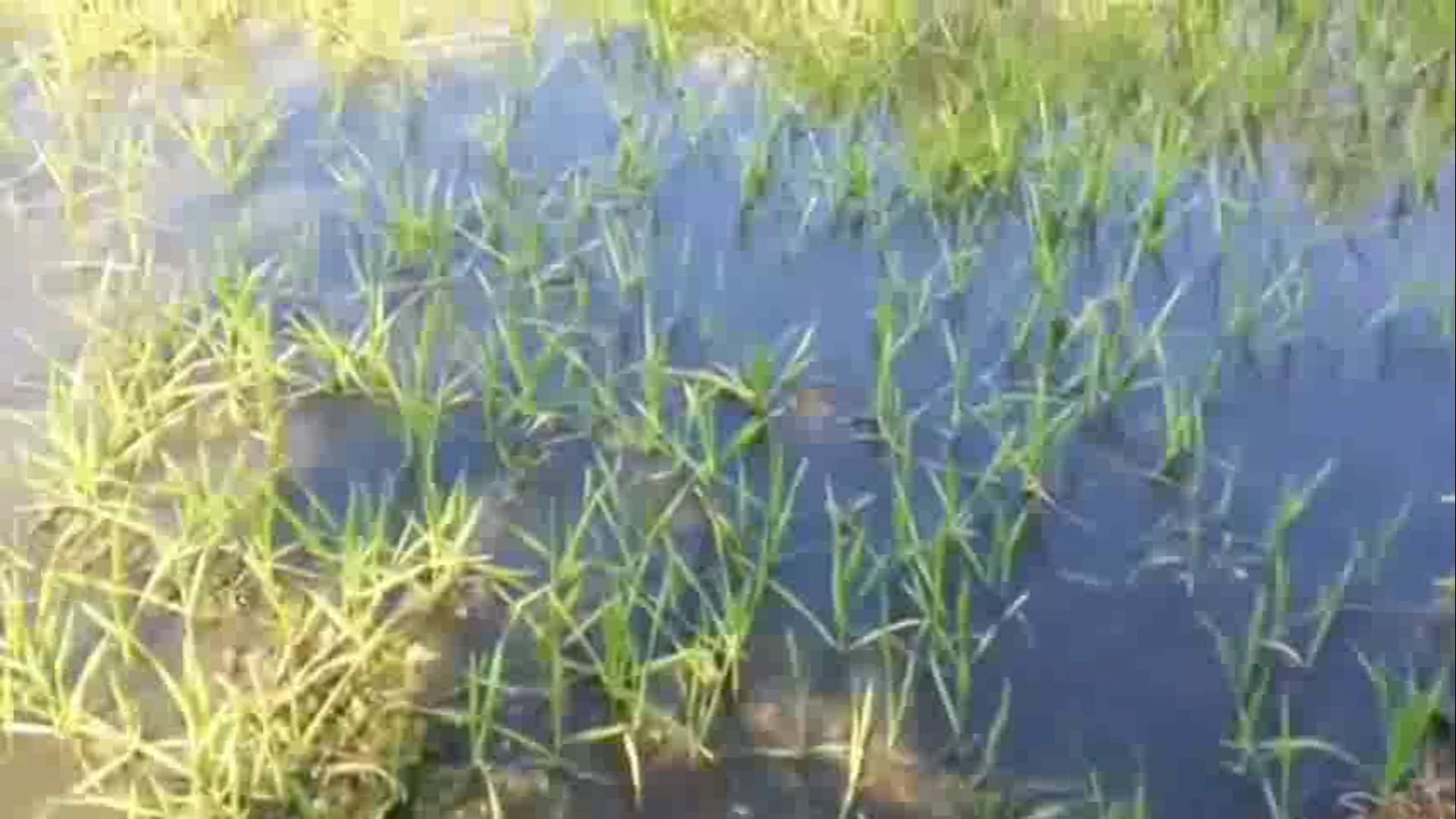 इमलीखेड़ा! ग्रामीणों ने लगाया प्राइवेट कंपनी पर 500बीघा फसल खराब करने का आरोप!