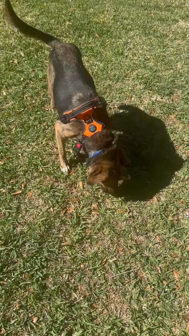 Enlarge Lola, a Adoptable mixed breed in washington, DC video 6/6