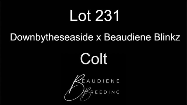 Lot 231
