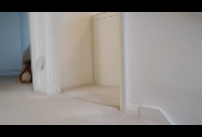 Quiet,calm home. Small friendly dog. Pets allowed. Main Photo