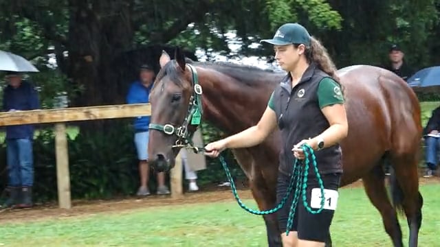 2026 National Standardbred Yearling Sale |  Woodlands Stud 2026