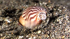 1160_Moon shell diving into sand