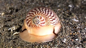 1159_Moon shell digging in sand
