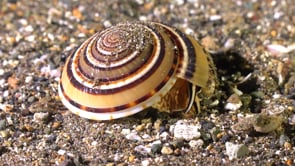 1158_Sundial Shell close up on sandy seafloor
