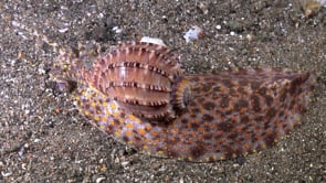 1157_Harpa snail filmed from top-down view