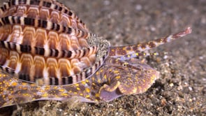 1155_Harpa shell super close-up on sandy seafloor