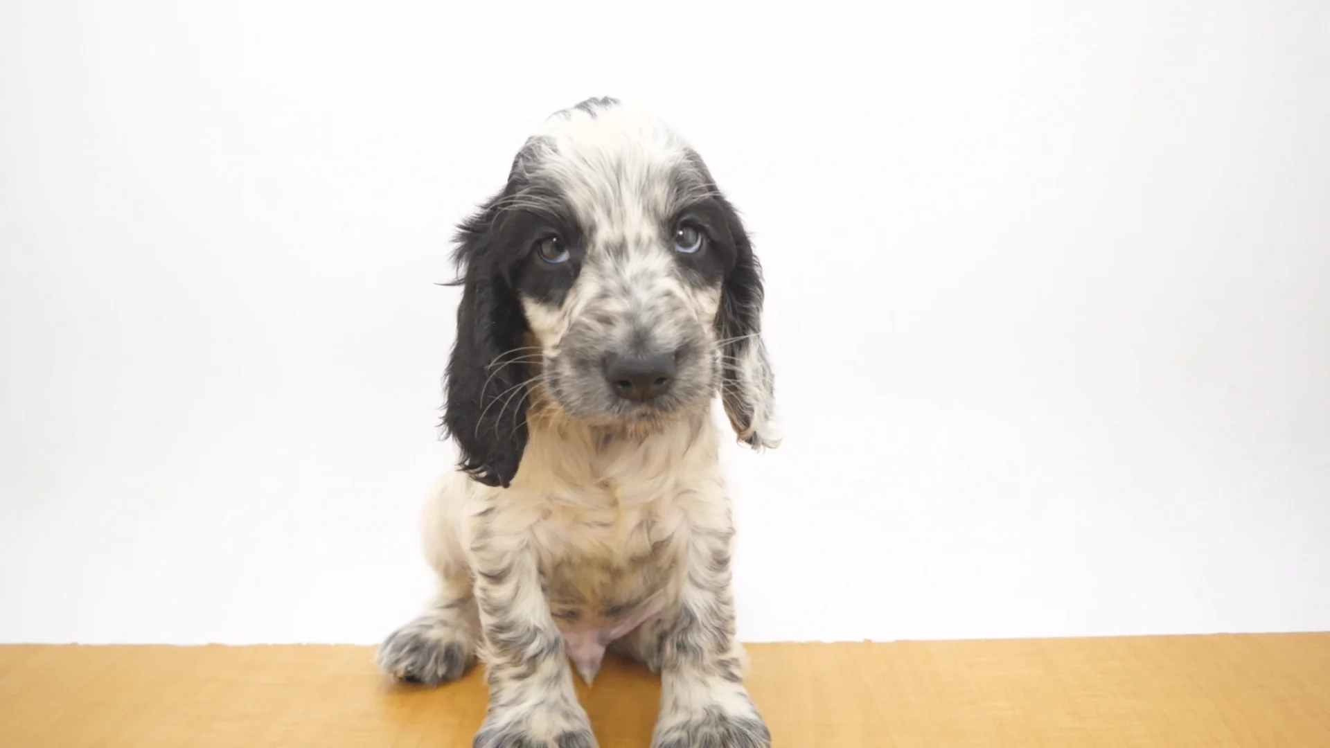 イングリッシュ・コッカー・スパニエル ブルーローン 男の子 GRAND亀戸