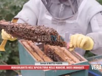 Ascoli Piceno - Irregolarità nell’apicoltura nelle Mache, dieci indagati