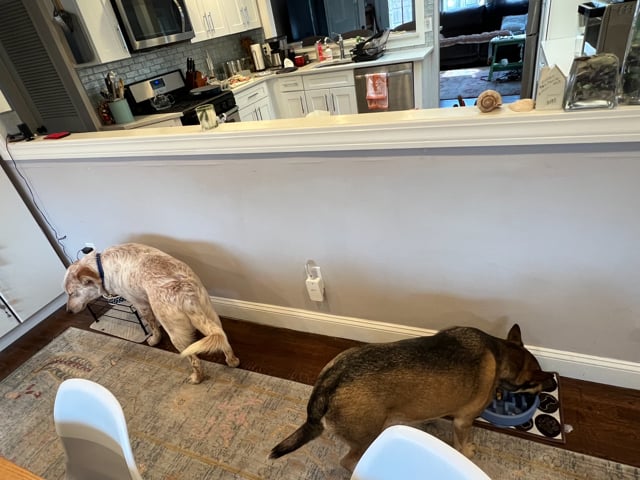 Enlarge Jake: A Dog Who Hears With His Heart, an adopted Australian Shepherd in Pennington, NJ video 5/5