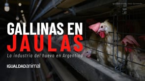 ARGENTINA: La industria del HUEVO exhibida