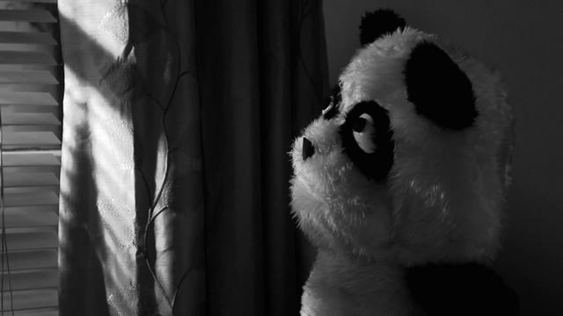 Panda Noir