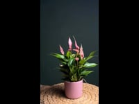 anthurium-lilly-maceta-rosa