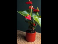 Anthurium Rojo