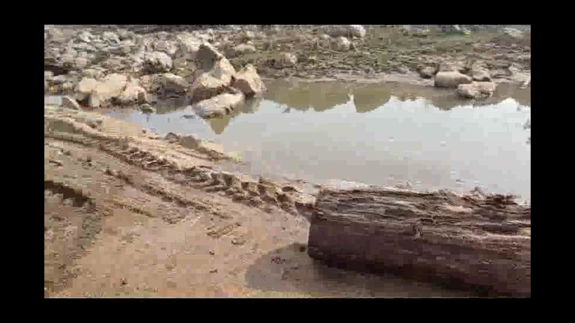 मैट्रिकुलर बालू एजेंसी द्वारा नोनिया बालू घाट संवेदक कि मनमानी से लोग परेशान, नदी में निकला कीमती पुरानी लकड़ी: फोरेस्ट 