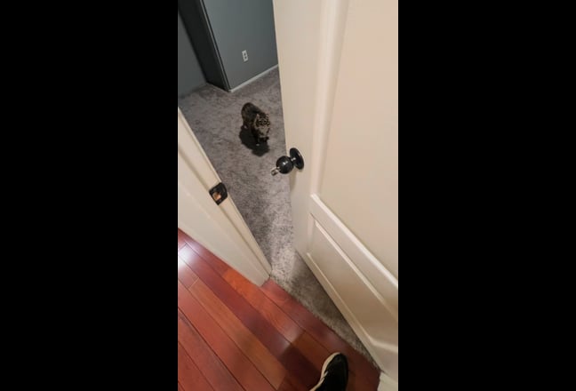 Room for Rent Weston Ranch (All-Inclusive) Main Photo