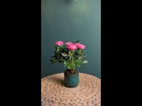 Rosa (aleatoria) + Mossy