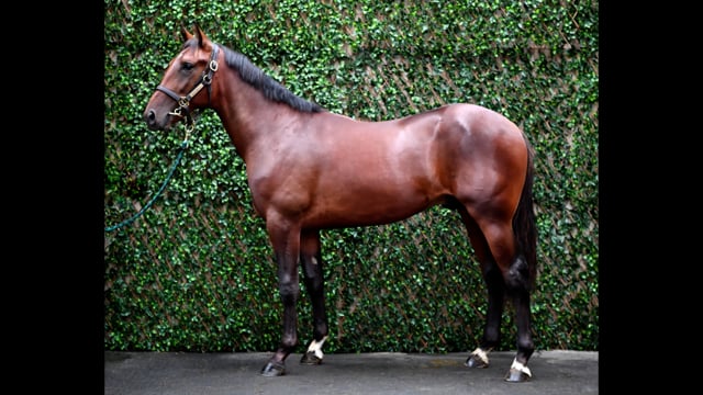 Lot 50
