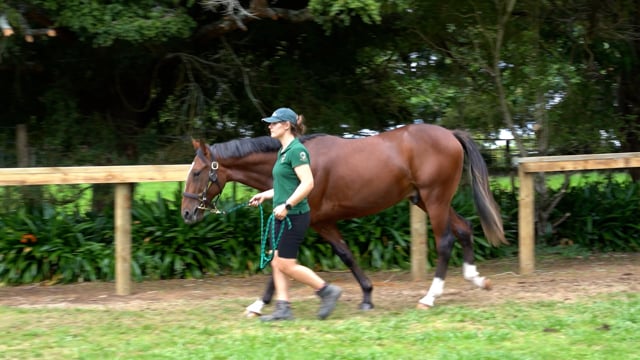 Lot 31
