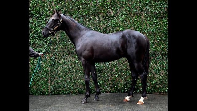 Lot 17