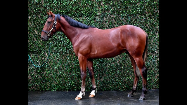 Lot 79