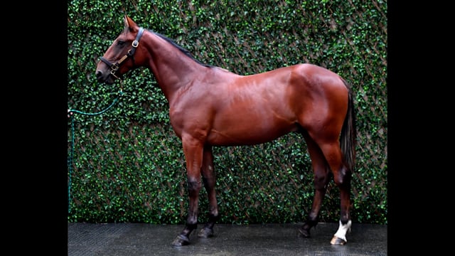 Lot 56