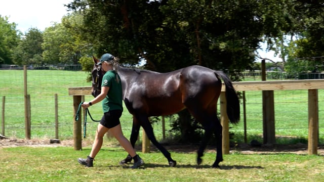 Lot 67