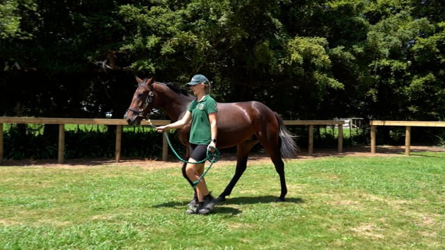 Lot 11