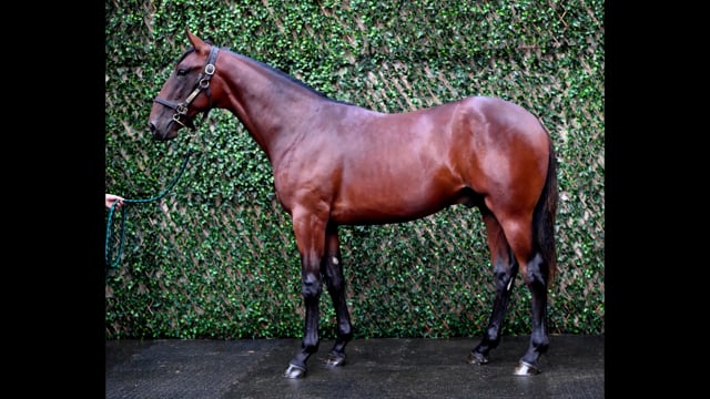 Lot 71