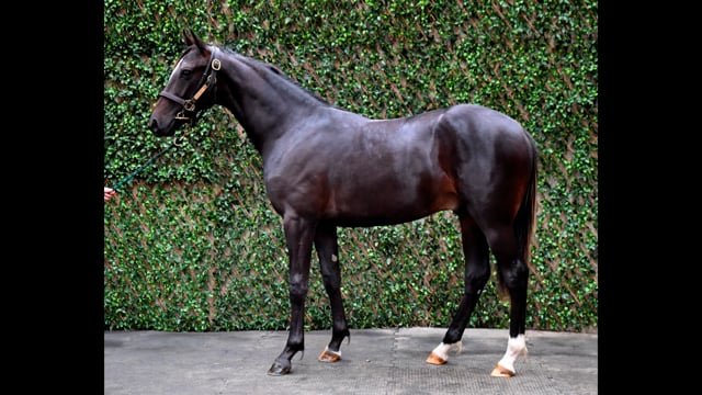 Lot 4