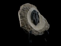 Trilobite on Matrix AWTRIL406 Video 1