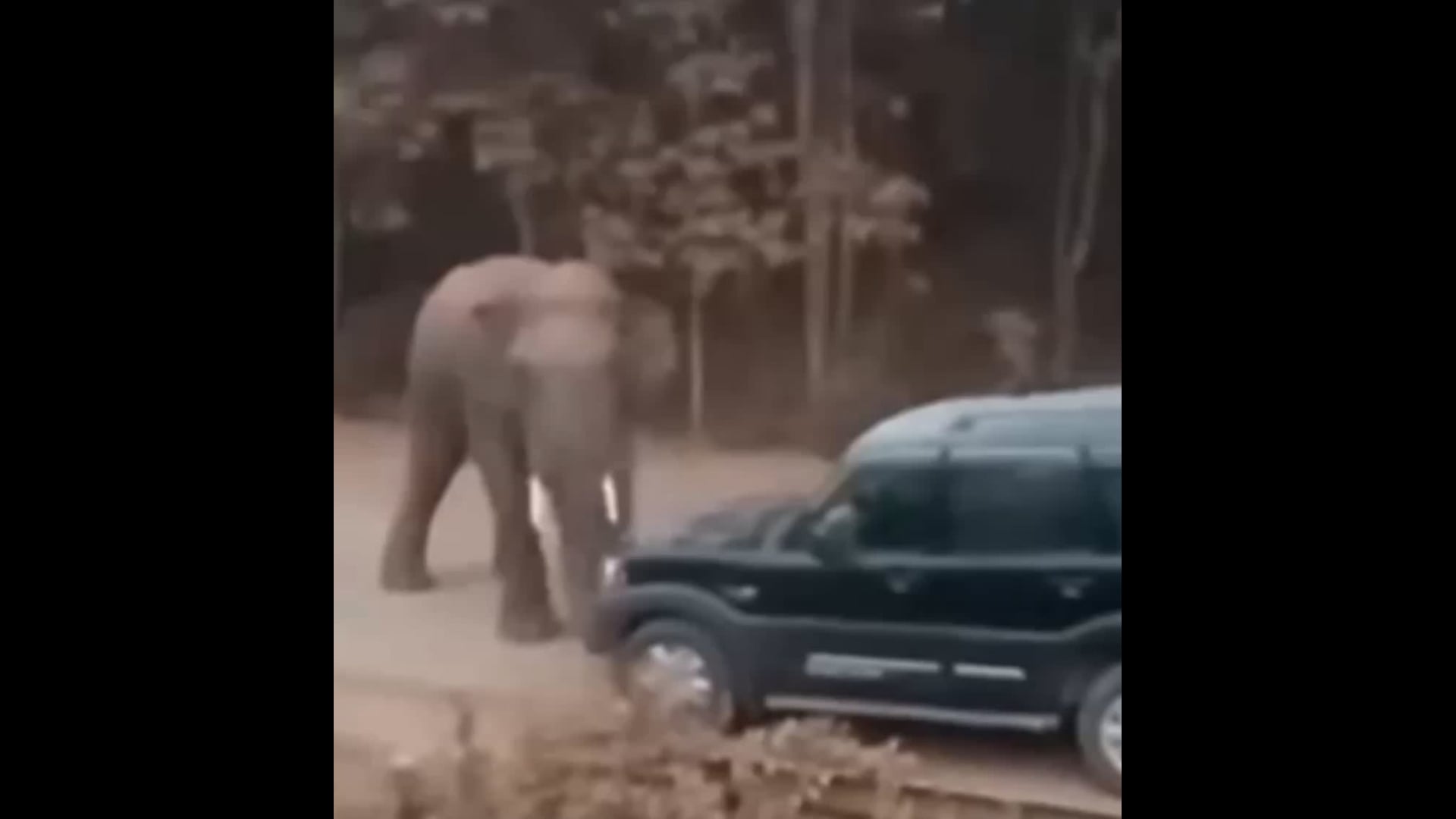 ଷଡ଼ଙ୍ଗୀ ଧନିଆନାଳୀ ଠାରେ ଗାଡ଼ିକି ଆତଙ୍କ କରୁଛି ଦନ୍ତା ହାତୀ ସୋଇଛି ବନବିଭାଗ 